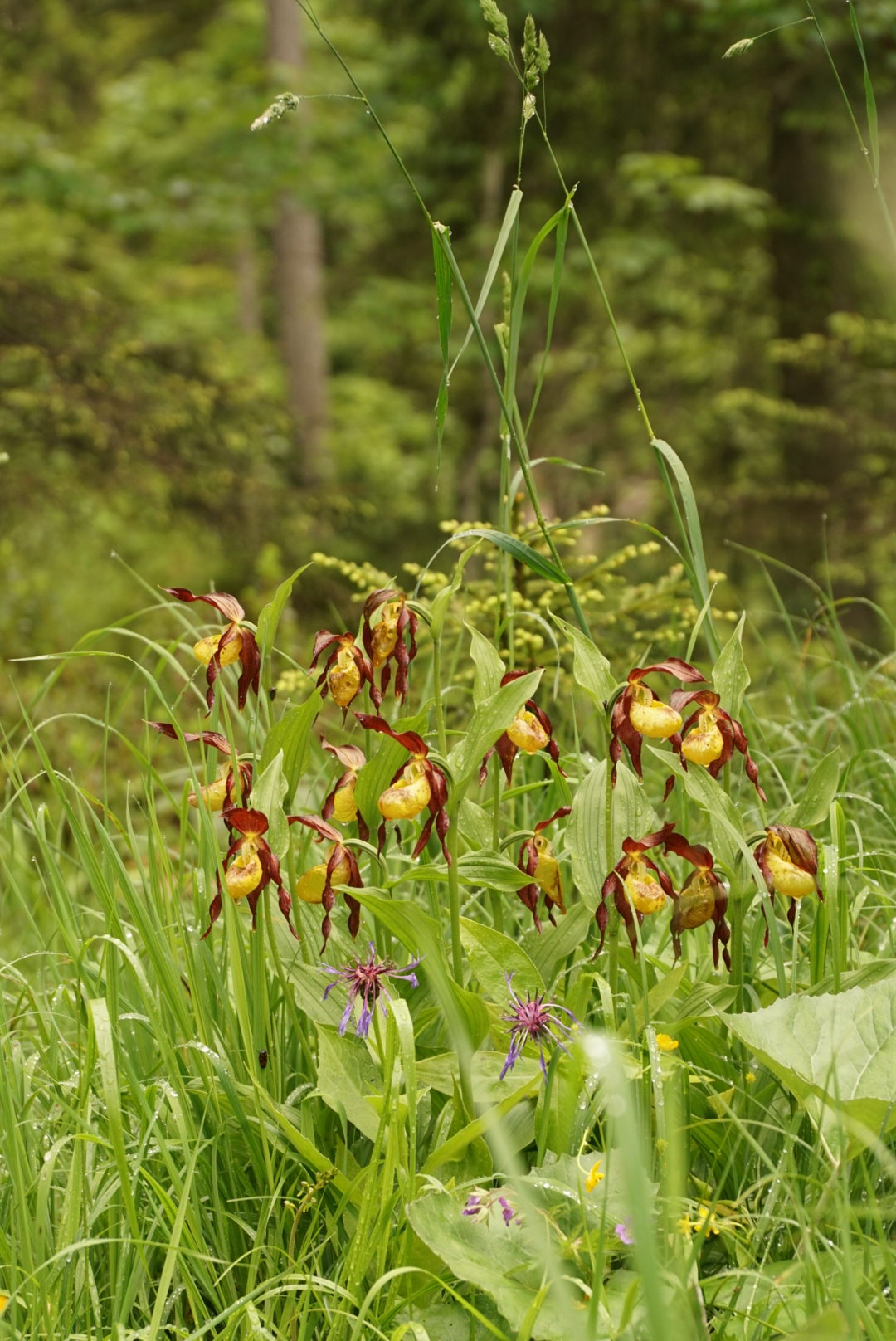 Cypripedium calceolus