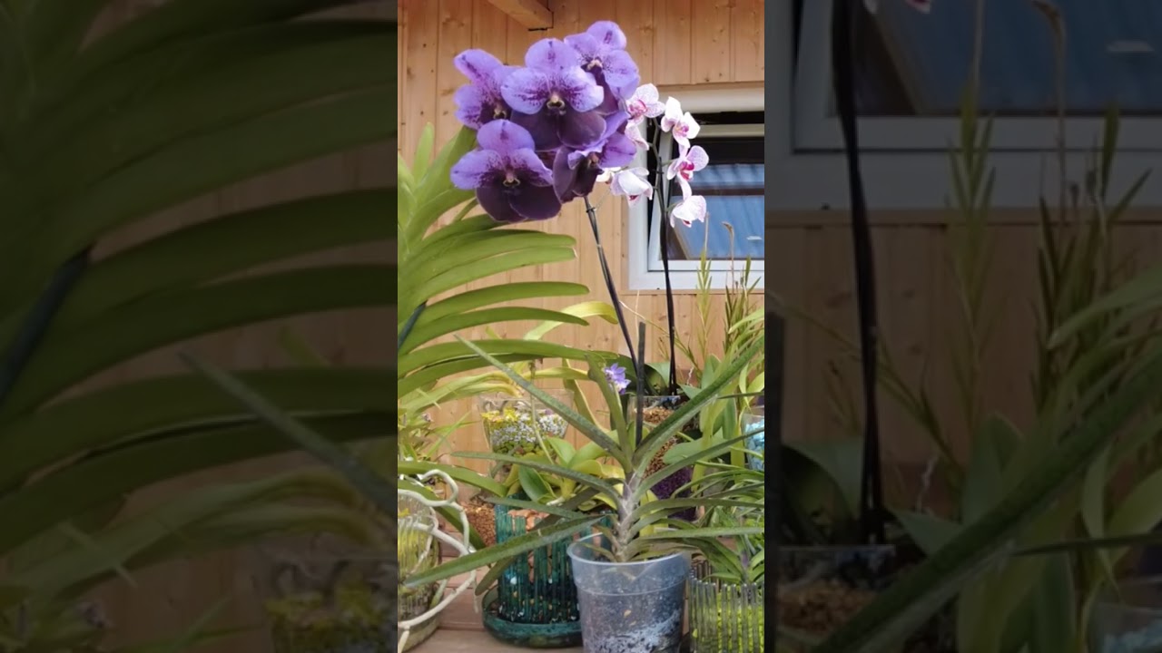 Vanda Orchideen Ganz Leicht Zu Pflegen