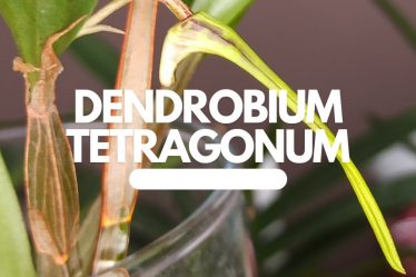 Entdecke Die Außergewöhnliche Schönheit Von Dendrobium Tetragonum ‚Giganteum‘ X Tetragonum ‚Alba‘