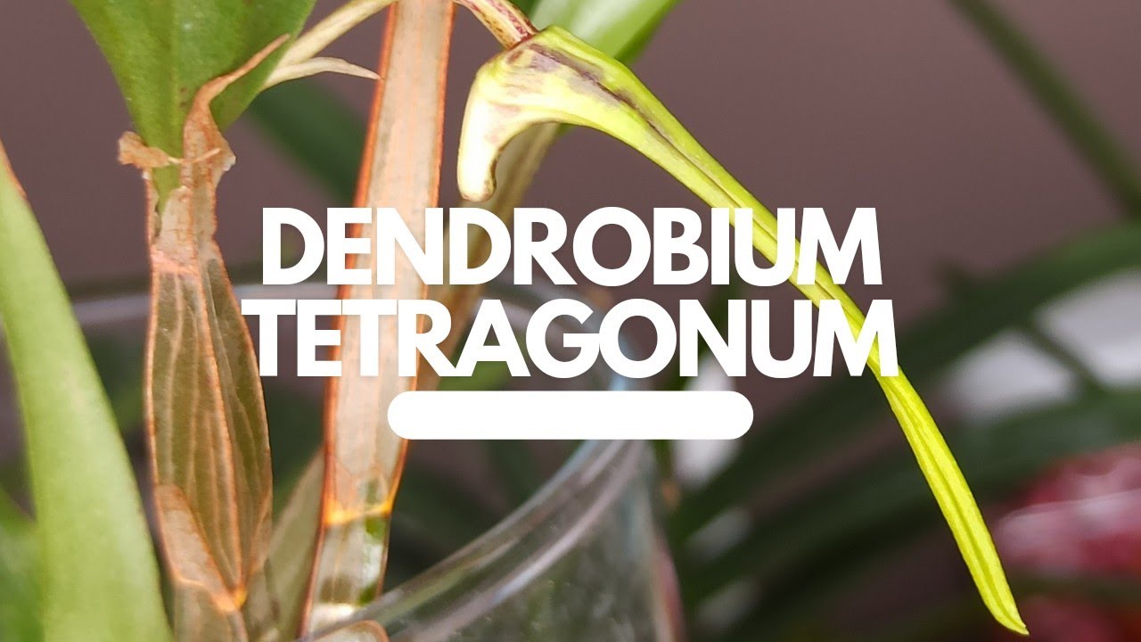 Entdecke Die Außergewöhnliche Schönheit Von Dendrobium Tetragonum ‚Giganteum‘ X Tetragonum ‚Alba‘
