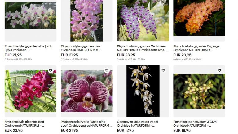 Orchideen Jungpflanzen in Flaschen