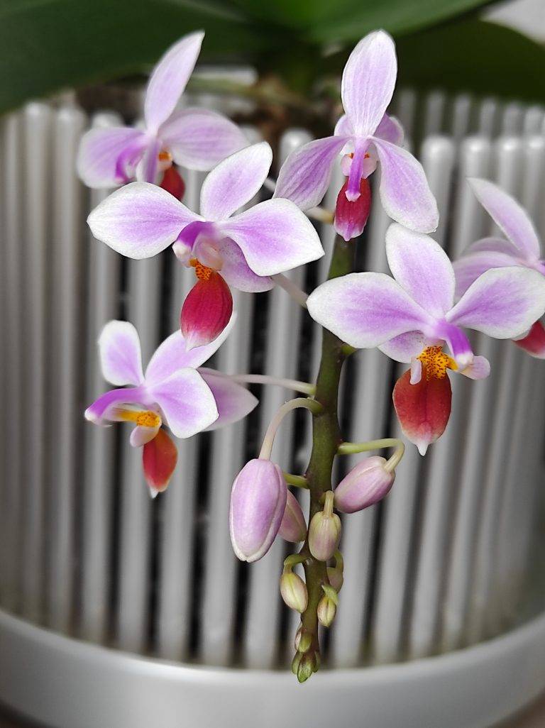 #6 Erfahrung über Colomi