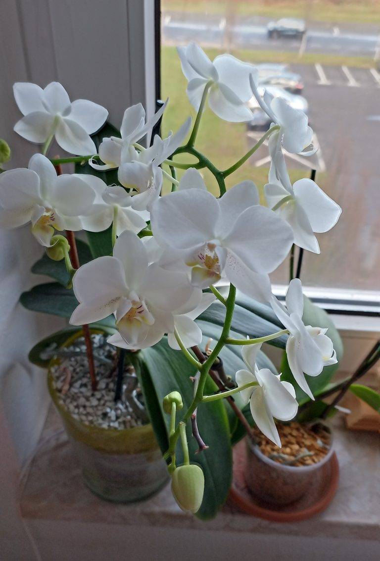 #4 Erfahrung über Colomi