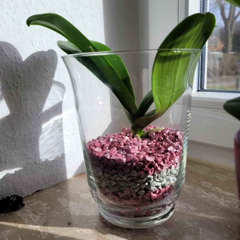 #5 Erfahrung über Colomi