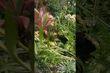 Arundina Graminifolia // Orchid Garden Monteverde