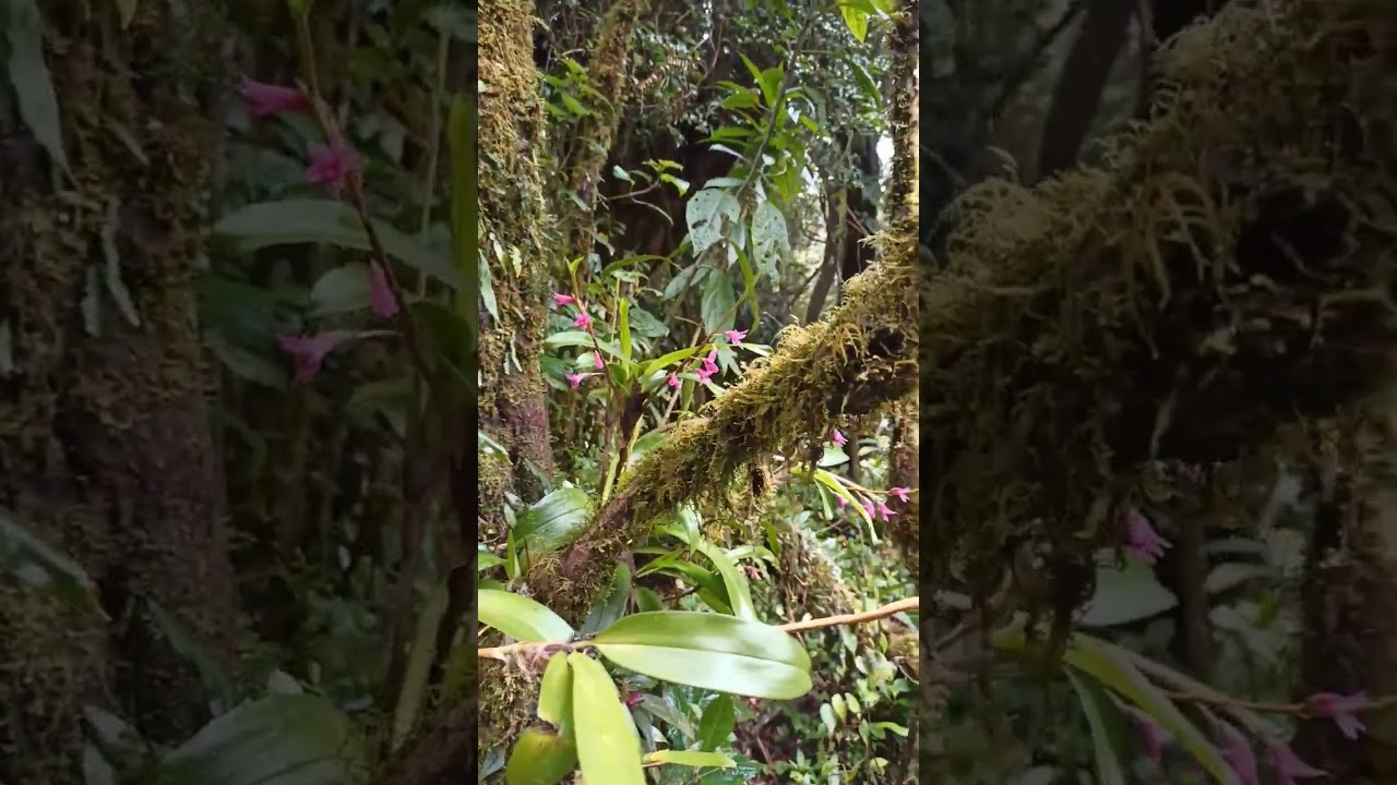 Camaridium Scalariforme On Volcán Barva In Costa Rica