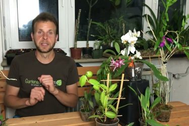 Orchideen Vermehren Durch Stecklinge – Geht Das?