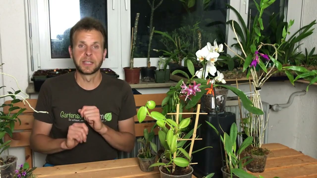 Orchideen Vermehren Durch Stecklinge – Geht Das?