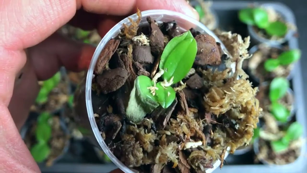 Entwicklung Der In-Vitro Phalaenopsis