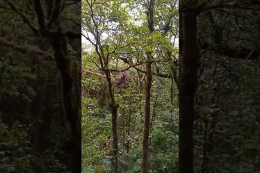 Monteverde #2