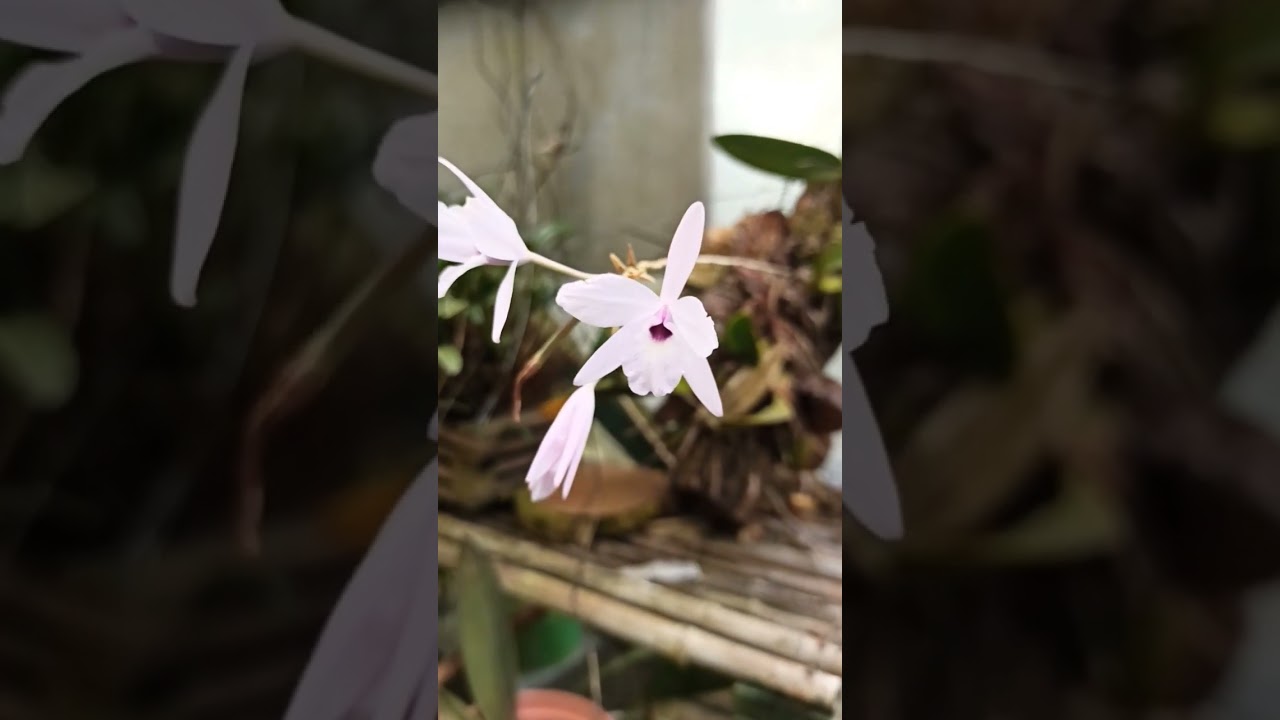 Laelia Orchid 1 Laelia Orchid