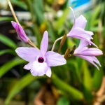 OrchiTop Probleme: Zu viel Wasser bei Orchideen vermeiden 2 BVO