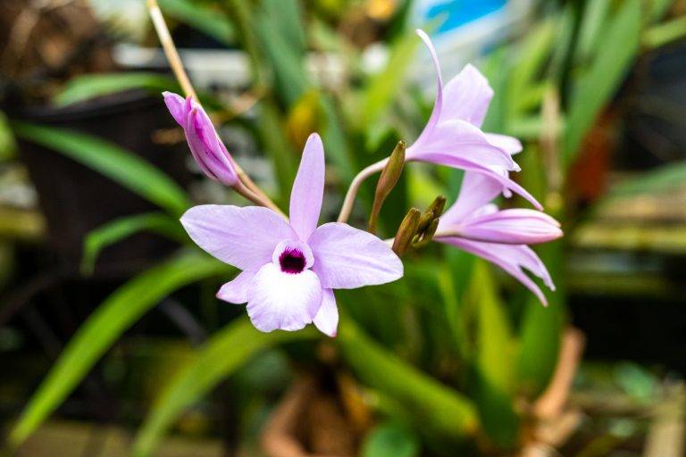 Zu viel Wasser im OrchiTop