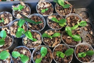 Wie Geht Es Den Pikierten In-Vitro Phalaenopsis Nach Zwei Monaten