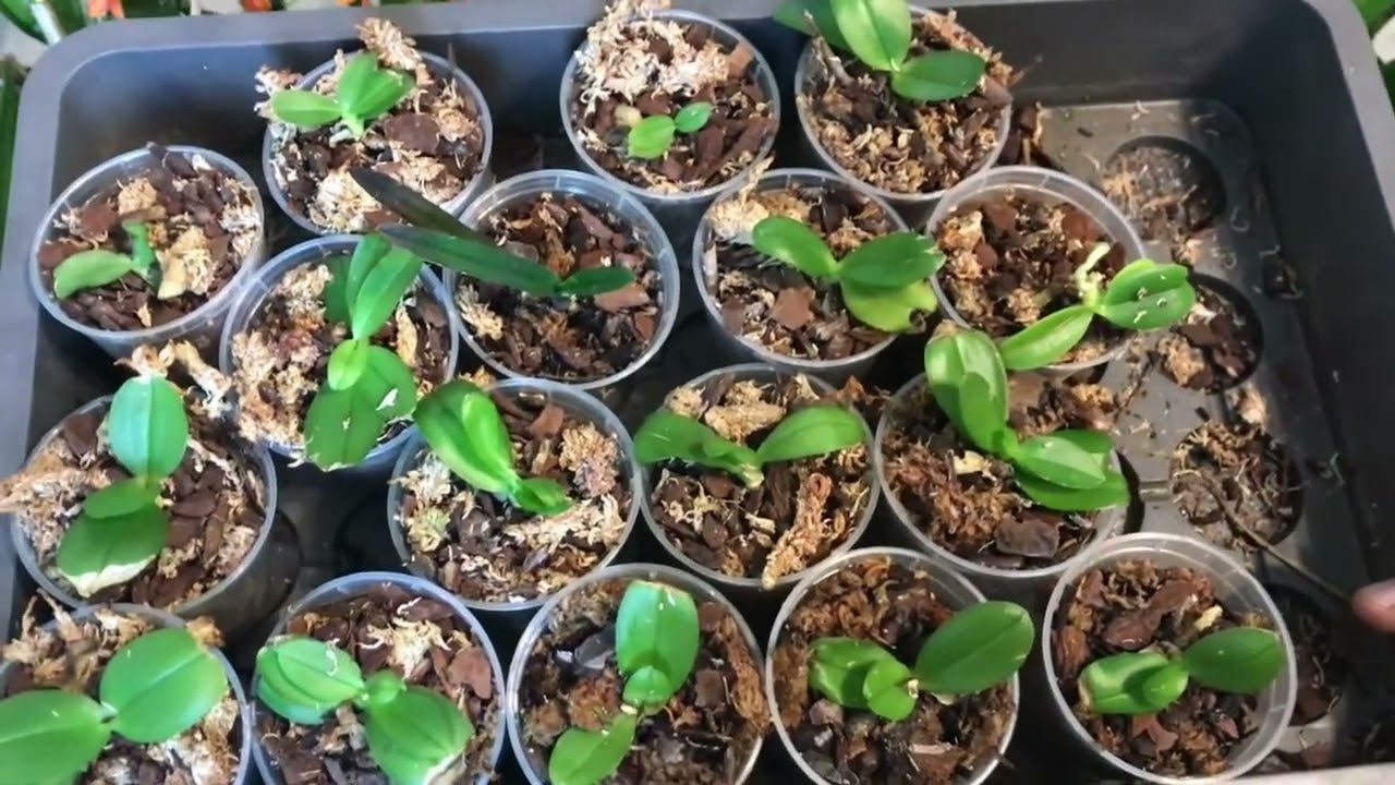 Wie Geht Es Den Pikierten In-Vitro Phalaenopsis Nach Zwei Monaten