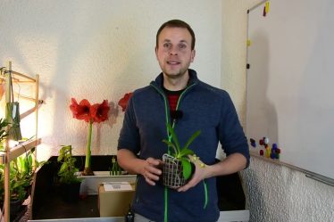 Phalaenopsis Little One: Eine Atemberaubende Blütenpracht