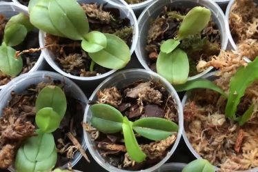 Orchideen-Jungpflanzen: Welches Pflanzgefäß Funktioniert Am Besten?