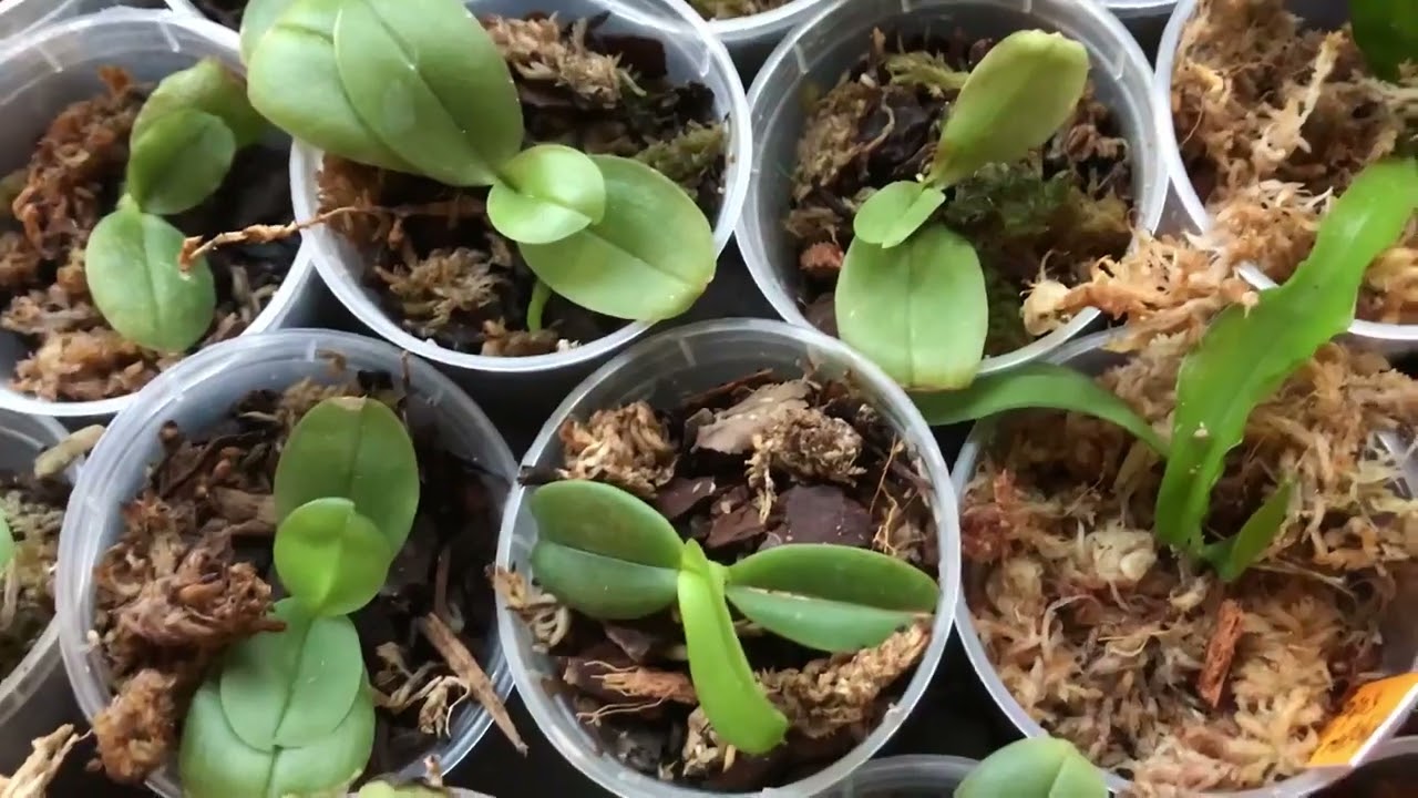 Orchideen-Jungpflanzen: Welches Pflanzgefäß Funktioniert Am Besten?