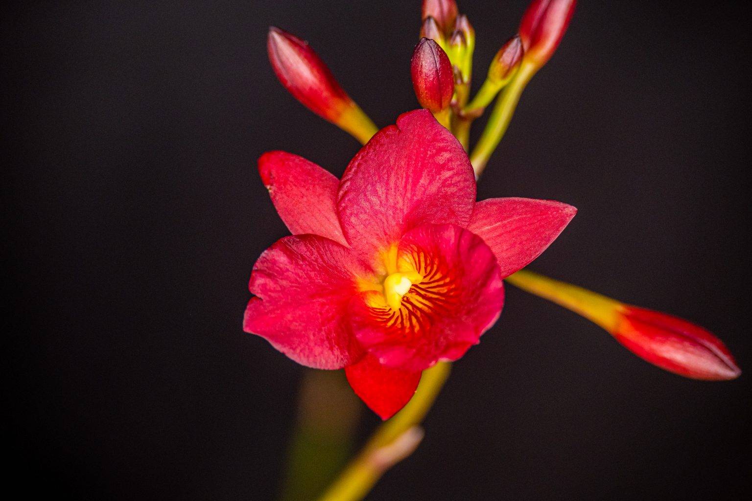 Ctna. Why Not 'Roundabout' AM/AOS Orchideenhobby.de