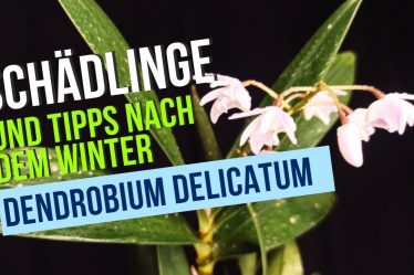 Die Besten Tipps & Tricks Zur Pflege Von Dedrobium Delicatum Orchideen