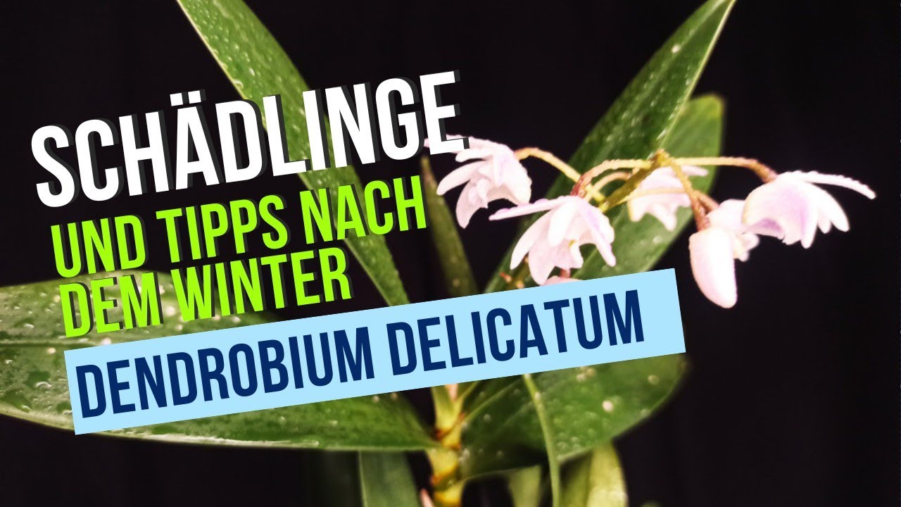 Die besten Tipps & Tricks zur Pflege von Dedrobium delicatum Orchideen 1 Die Besten Tipps & Tricks Zur Pflege Von Dedrobium Delicatum Orchideen