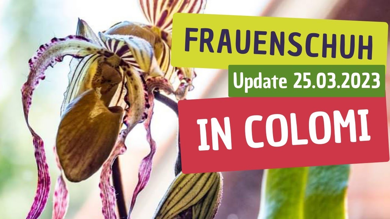 Entdecken Sie die erstaunlichen Neuheiten von Frauenschuh Orchideen im Glas & Colomi 1 Entdecken Sie Die Erstaunlichen Neuheiten Von Frauenschuh Orchideen Im Glas & Colomi