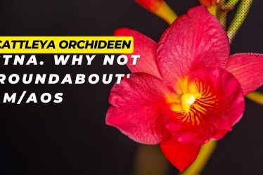 Cattleytonia Why Not ‚Roundabout‘ Am/Aos.- Eine Fesselnde Orchidee Für Jede Sammlung!