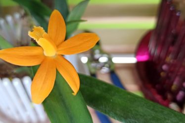 Vorsicht Wasser – Cattleya Orchideen – Orchitop Colomi Vase #Orchideenhobby