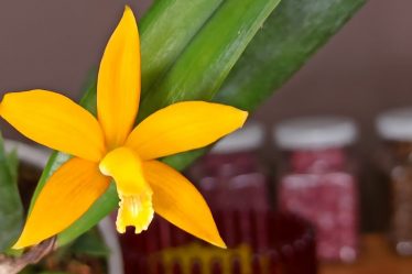 Colomi Als Substrat Für Deine Laelia Orchidee – Der Beste Weg?