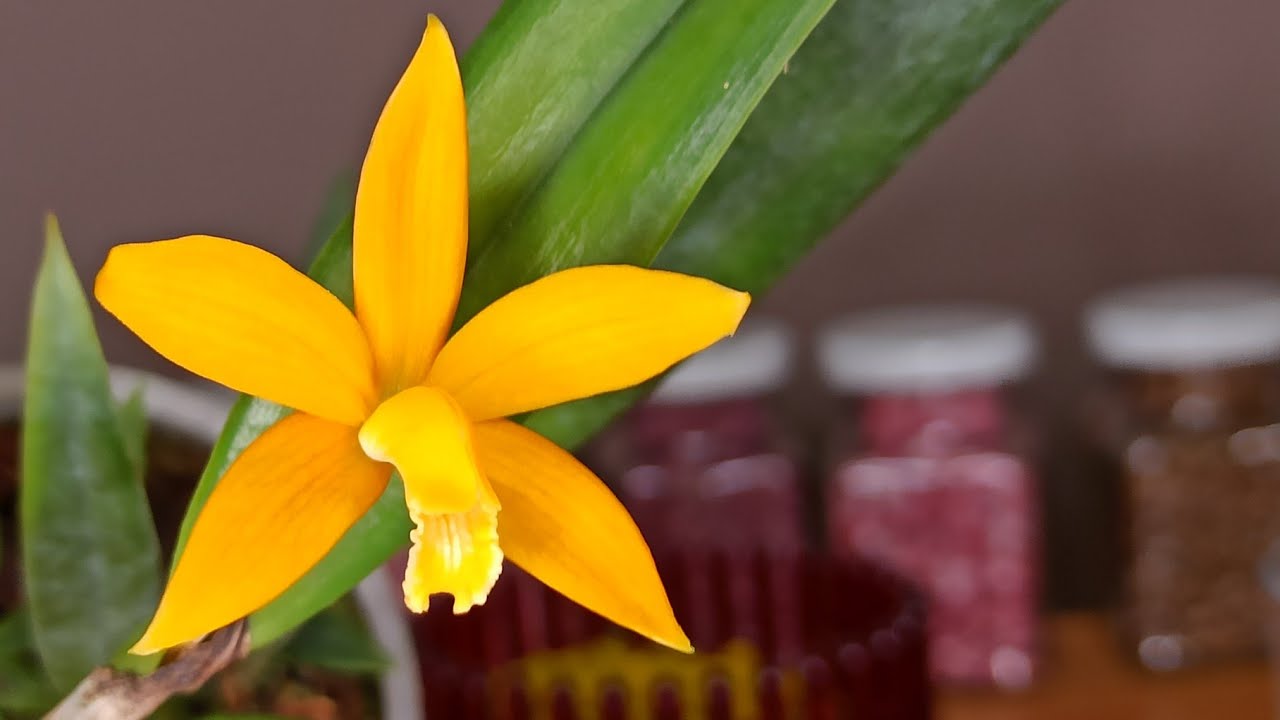 Colomi Als Substrat Für Deine Laelia Orchidee – Der Beste Weg?