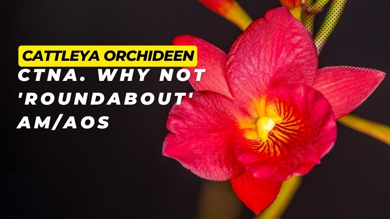 Cattleytonia Why Not ‚Roundabout‘ Am/Aos.- Eine Fesselnde Orchidee Für Jede Sammlung!