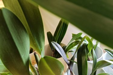Warum Cattleya-Orchideen Derzeit So Faszinierend Sind