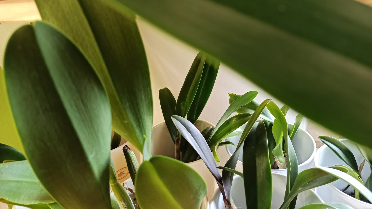 Warum Cattleya-Orchideen Derzeit So Faszinierend Sind
