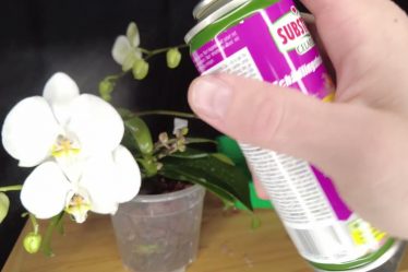Orchideenpflege: Neues Mittel Im Test – Tag 1