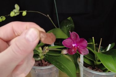 Orchideenpflege: Warum Dieses Mittel Gegen Wollläuse Nicht Funktioniert