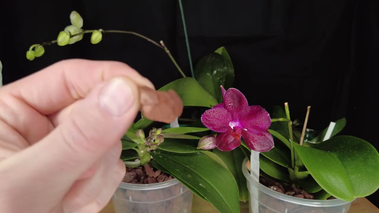 Orchideenpflege: Warum Dieses Mittel Gegen Wollläuse Nicht Funktioniert