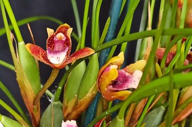 Entdecke Die Exotischen Blütenpracht Von Mittelamerikas Maxillaria Orchideen