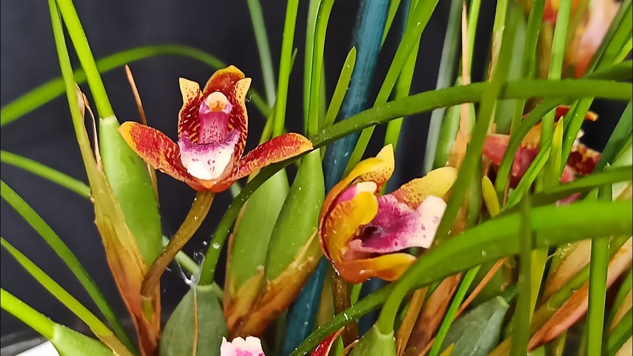 Entdecke Die Exotischen Blütenpracht Von Mittelamerikas Maxillaria Orchideen