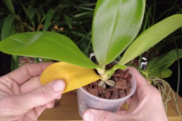 Gelbe Blätter Bei Phalaenopsis? So Rettest Du Deine Orchidee!