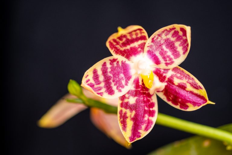 Phalaenopsis Lyndon Mix Zebra 708