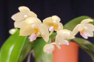 Phalaenopsis Floresensis: Einzigartiges Schauspiel In Der Natur