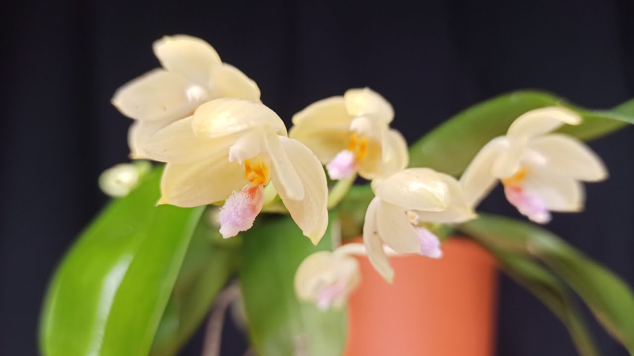 Phalaenopsis floresensis: Einzigartiges Schauspiel in der Natur 1 Phalaenopsis Floresensis: Einzigartiges Schauspiel In Der Natur