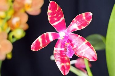 Warum Die Phalaenopsis Bastianii Eine Einzigartige Orchideenart Ist
