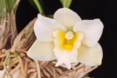 Der Atemberaubende Bifrenaria Harrisoniae ‚Alba‘ In Voller Blüte