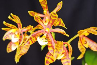 Phalaenopsis Mannii Naturform: Schönheit In Voller Blüte
