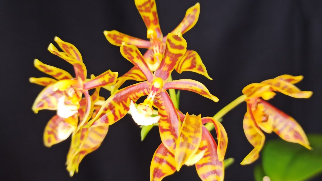 Phalaenopsis Mannii Naturform: Schönheit In Voller Blüte