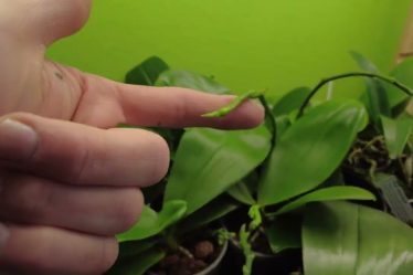 Phalaenopsis 2023: Der Blick In Die Zukunft Des Orchideenhobbys
