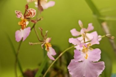 Tolumnia Orchideen In Colomi: Pflege Und Wachstumstipps