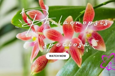 Phalaenopsis Speciosa: Deine Nächste Leidenschaft?