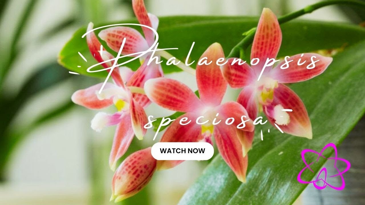 Phalaenopsis Speciosa: Deine Nächste Leidenschaft?